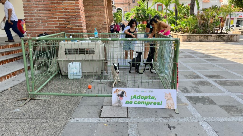 Adopcion de Mascotas Gratis en Centro de Acopio animal