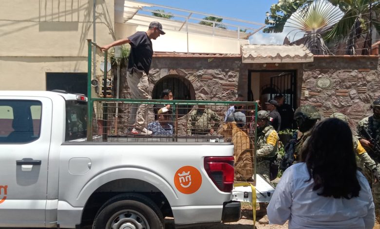 La leona “Kiri Kiri” asegurada en un operativo de alto impacto en Puerto Vallarta