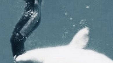 Ballena le salva la vida