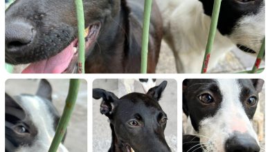 Adopta una Mascota, No Compres