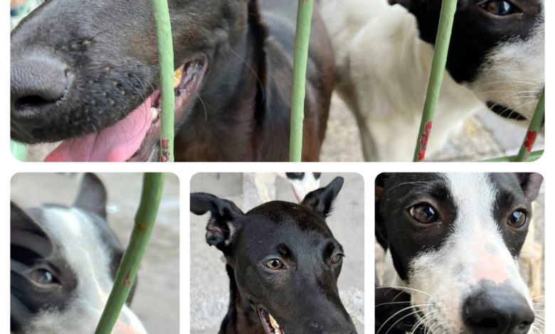 Adopta una Mascota, No Compres