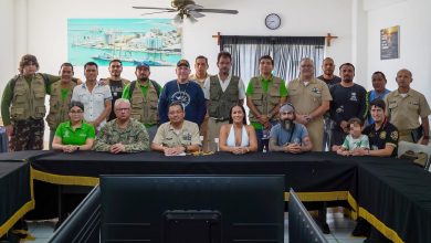 Puerto Vallarta refuerza acciones para proteger a las tortugas marinas