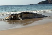 Ballena aparece sin vida en playa de Jalisco