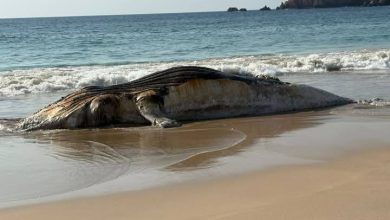 Ballena aparece sin vida en playa de Jalisco