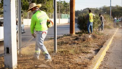 Rehabilitan camellones en la zona norte de Puerto Vallarta