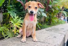 jornadas de adopciones durante julio
