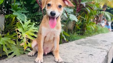 jornadas de adopciones durante julio