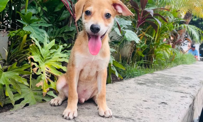 jornadas de adopciones durante julio