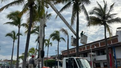 Continúa mantenimiento de espacios verdes en Puerto Vallarta