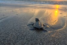 liberación de tortugas marinas