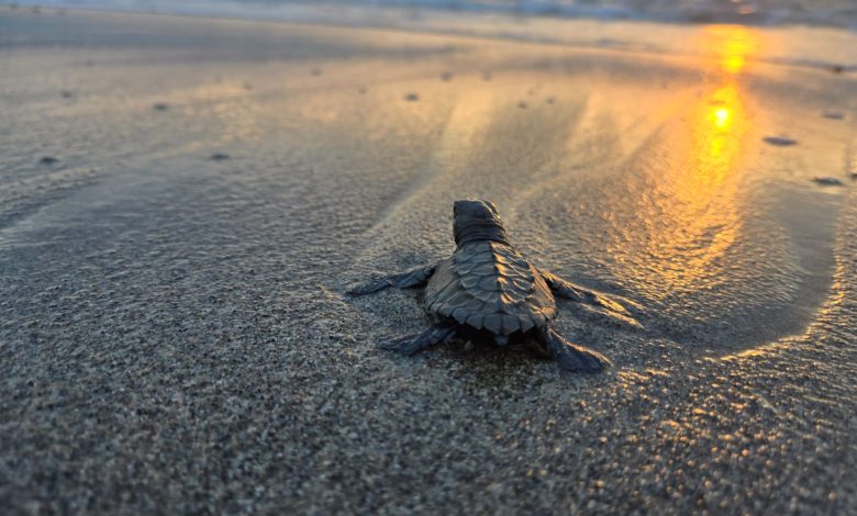 liberación de tortugas marinas